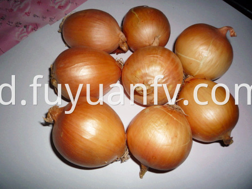 Shallot4